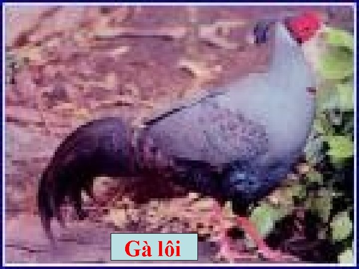 Gà lôi 