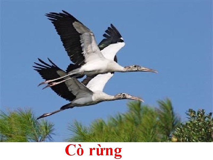 Cò rừng 