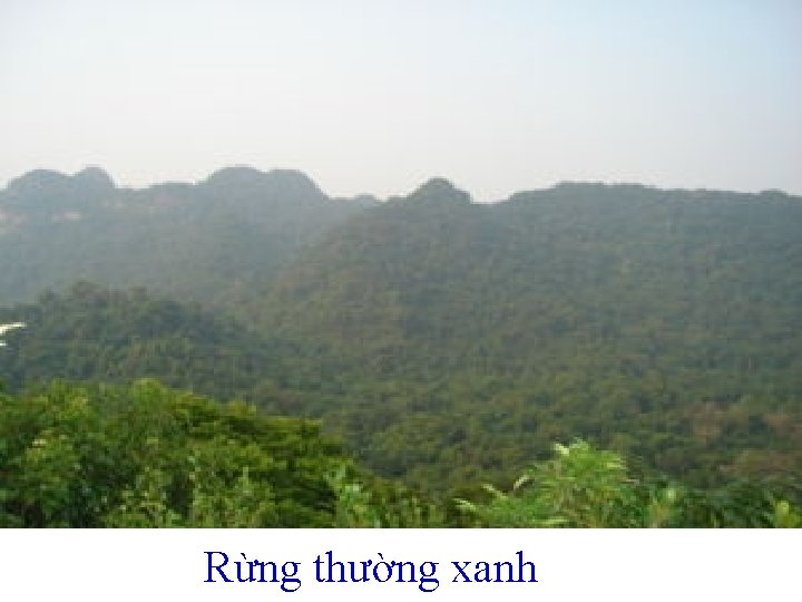 Rừng thường xanh 