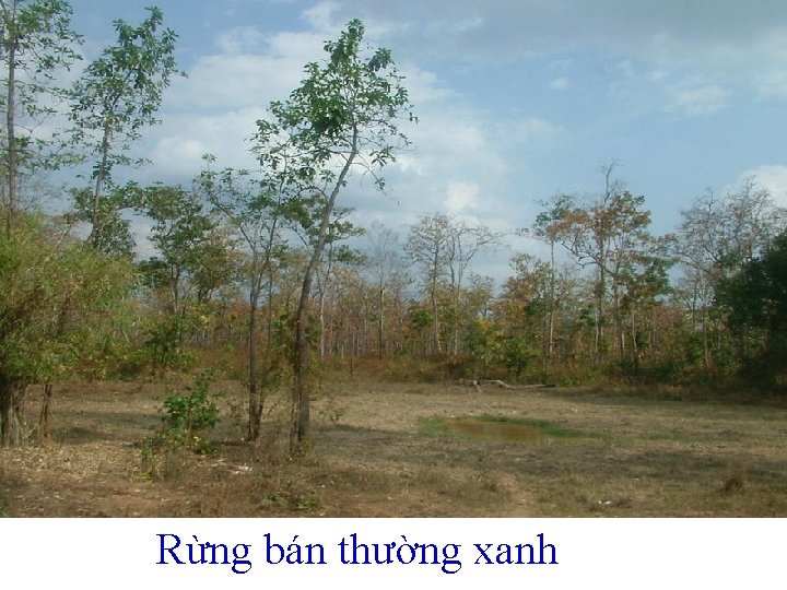 Rừng bán thường xanh 