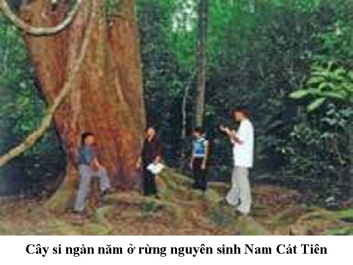 Cây si ngàn năm ở rừng nguyên sinh Nam Cát Tiên 