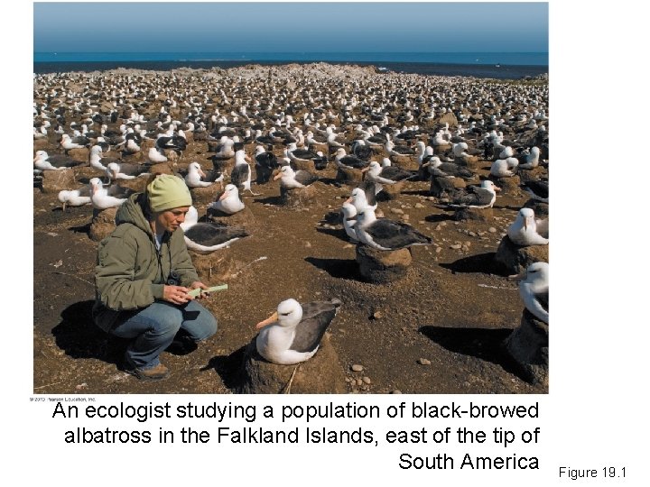An ecologist studying a population of black-browed albatross in the Falkland Islands, east of