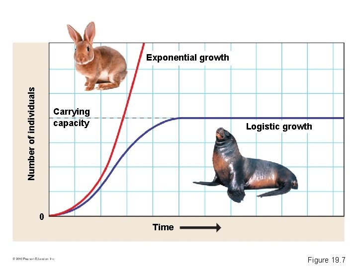 Number of individuals Exponential growth Carrying capacity Logistic growth 0 Time Figure 19. 7