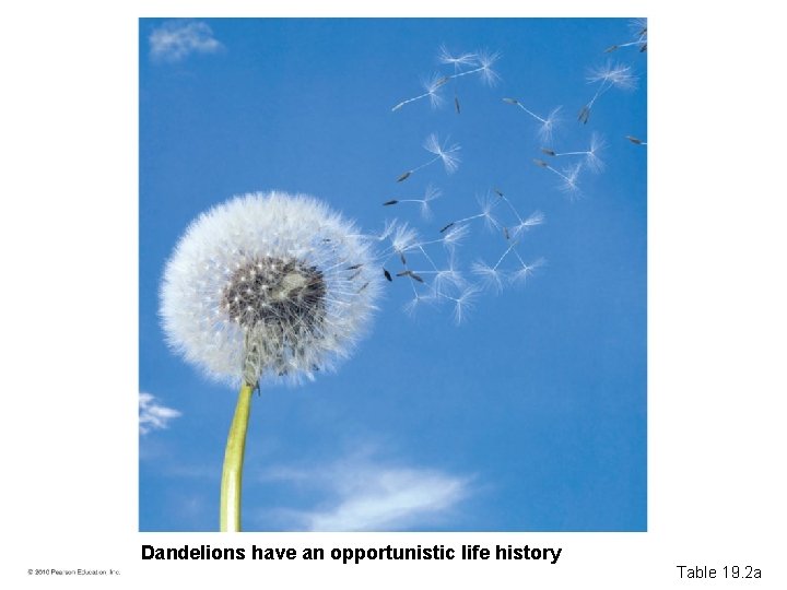 Dandelions have an opportunistic life history © 2010 Pearson Education, Inc. Table 19. 2