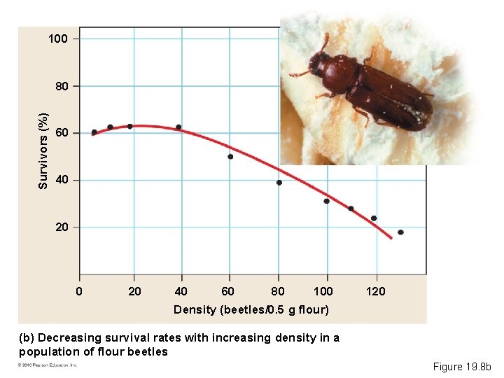 100 Survivors (%) 80 60 40 20 40 60 80 100 120 Density (beetles/0.
