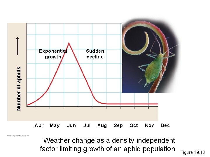 Sudden decline Number of aphids Exponential growth Apr May Jun Jul Aug Sep Oct
