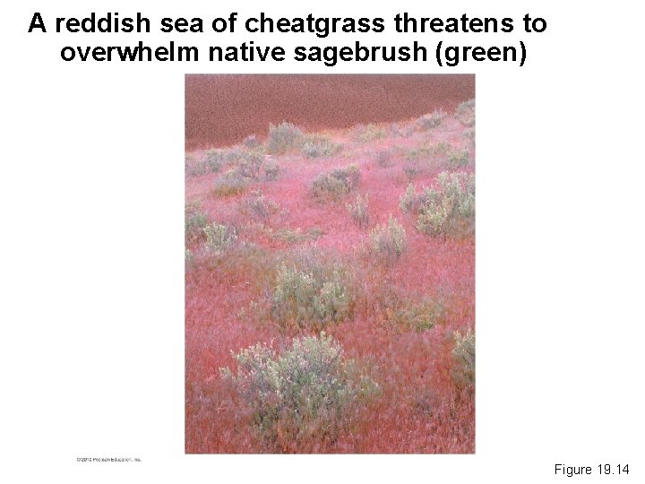 A reddish sea of cheatgrass threatens to overwhelm native sagebrush (green) Figure 19. 14