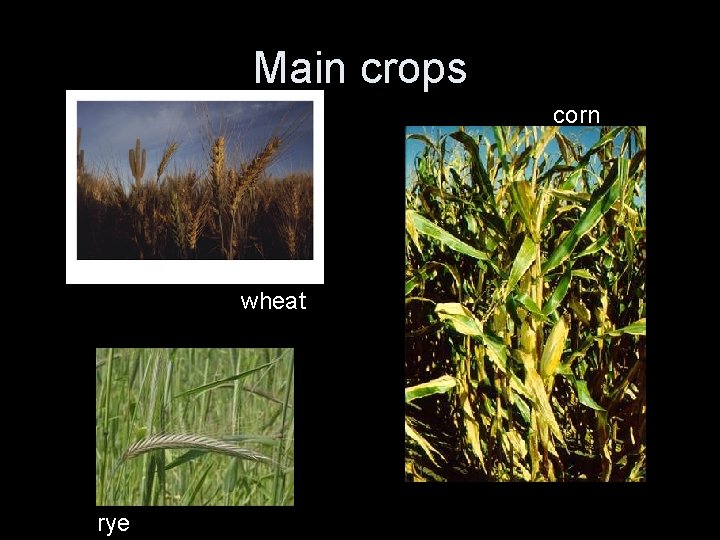 Main crops corn wheat rye 