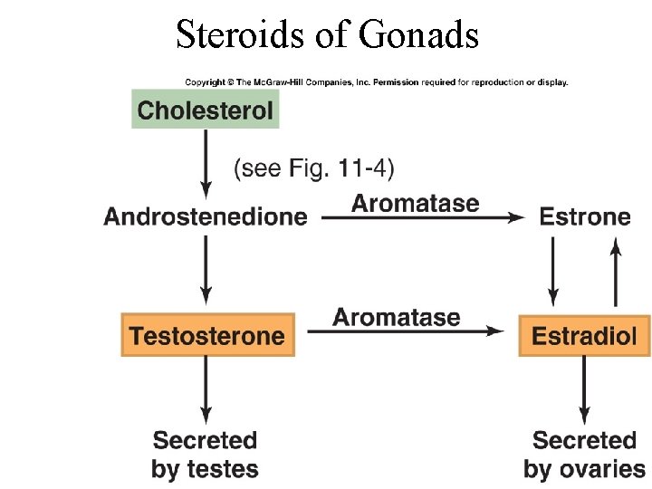 Steroids of Gonads 