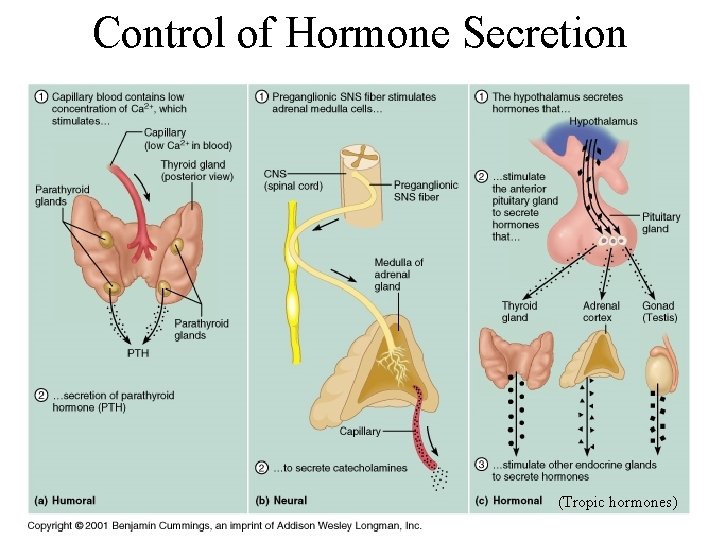 Control of Hormone Secretion (Tropic hormones) 