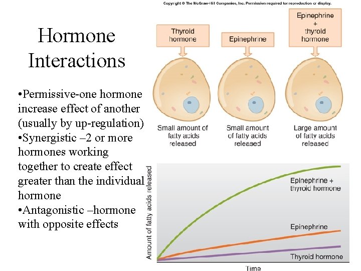 Hormone Interactions • Permissive-one hormone increase effect of another (usually by up-regulation) • Synergistic