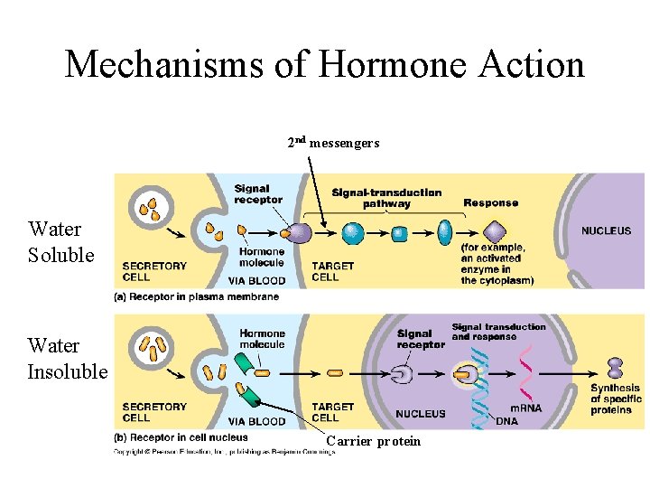 Mechanisms of Hormone Action 2 nd messengers Water Soluble Water Insoluble Carrier protein 