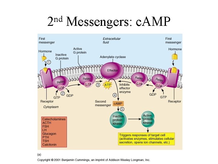 nd 2 Messengers: c. AMP 