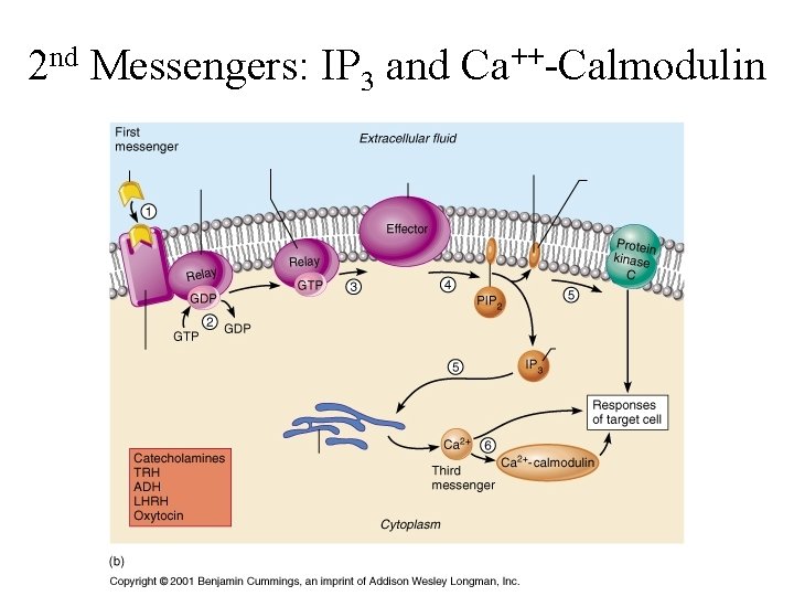 2 nd Messengers: IP 3 and Ca++-Calmodulin 