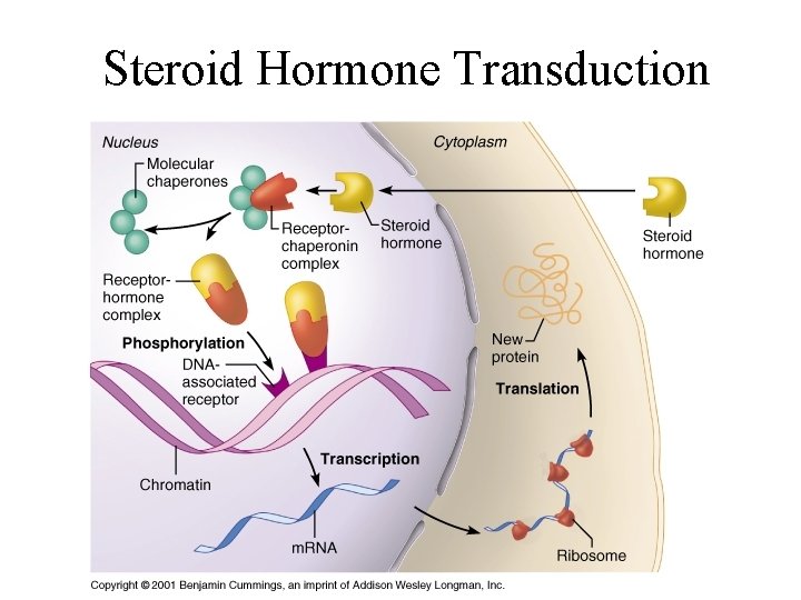 Steroid Hormone Transduction 