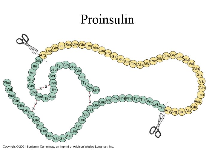 Proinsulin 