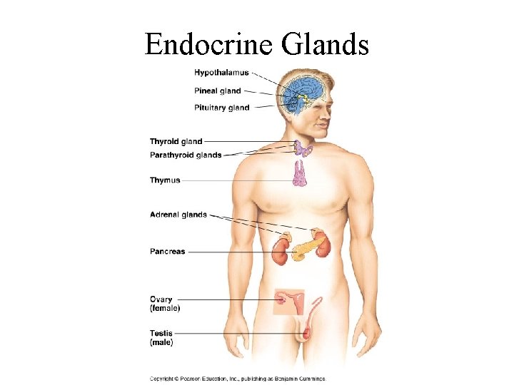 Endocrine Glands 