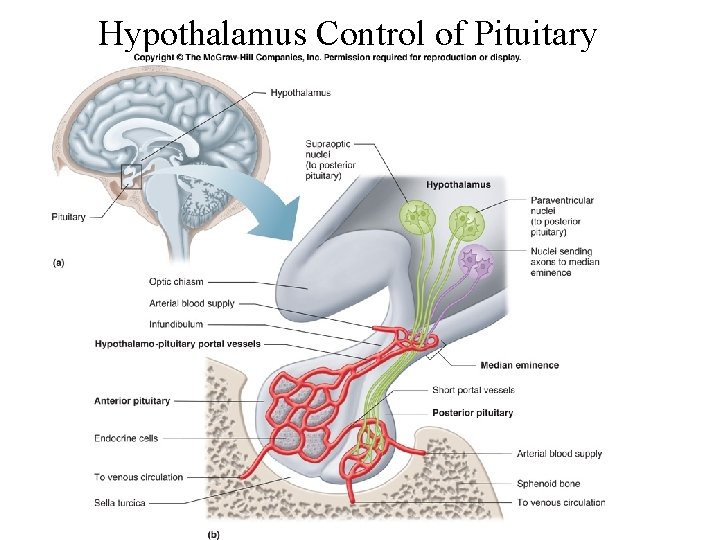 Hypothalamus Control of Pituitary 