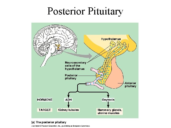 Posterior Pituitary 