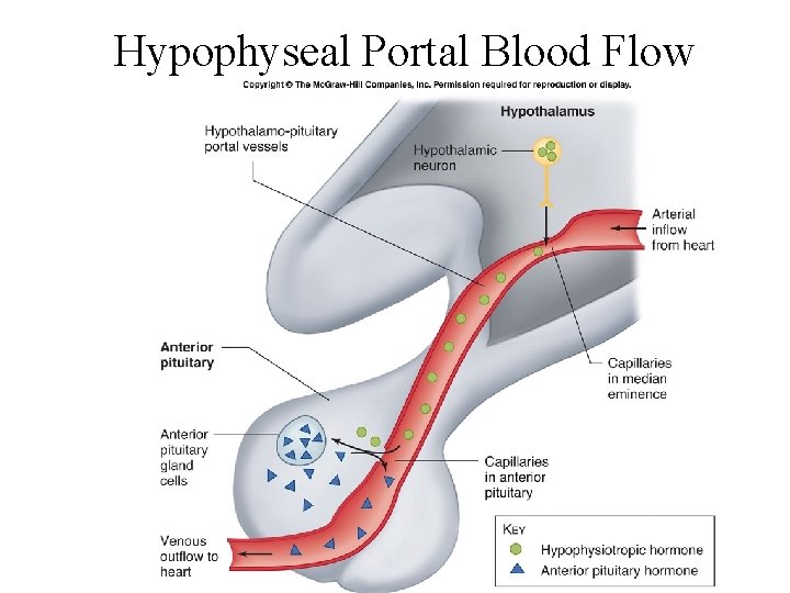 Hypophyseal Portal Blood Flow 