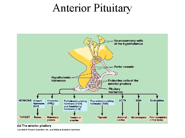 Anterior Pituitary 