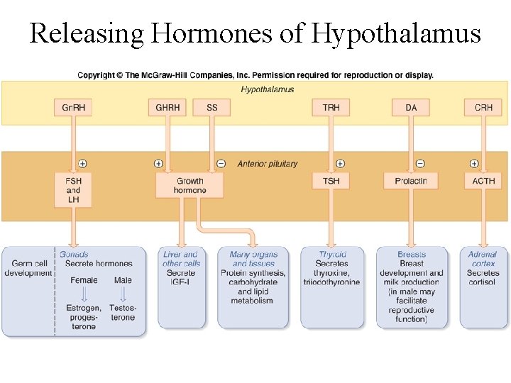 Releasing Hormones of Hypothalamus 