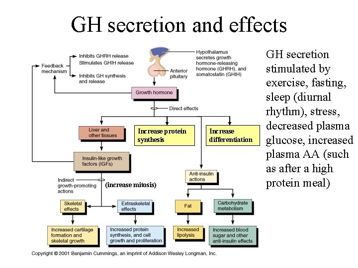 GH secretion and effects Increase protein synthesis (increase mitosis) Increase differentiation GH secretion stimulated