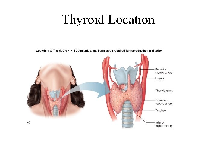 Thyroid Location 