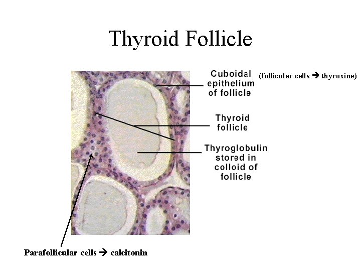 Thyroid Follicle (follicular cells thyroxine) Parafollicular cells calcitonin 