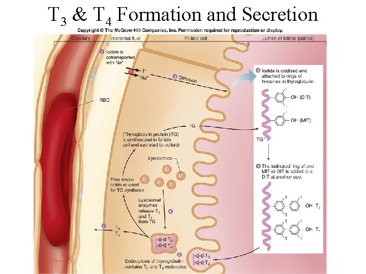 T 3 & T 4 Formation and Secretion 