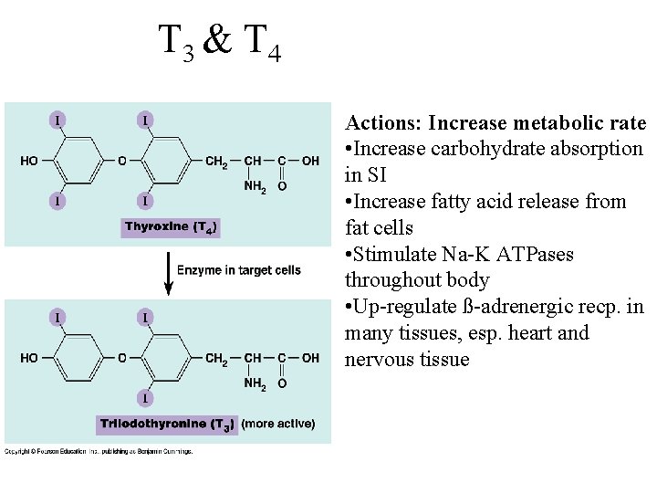 T 3 & T 4 Actions: Increase metabolic rate • Increase carbohydrate absorption in