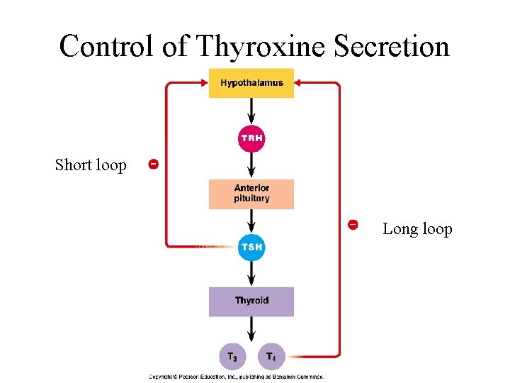 Control of Thyroxine Secretion Short loop Long loop 