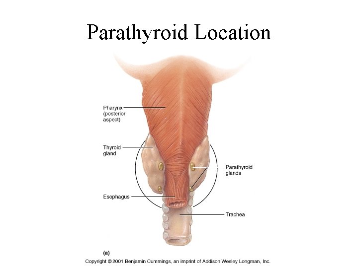 Parathyroid Location 