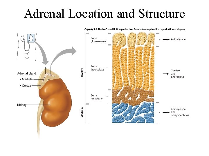 Adrenal Location and Structure 