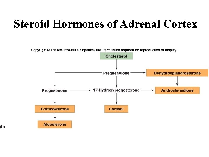 Steroid Hormones of Adrenal Cortex 