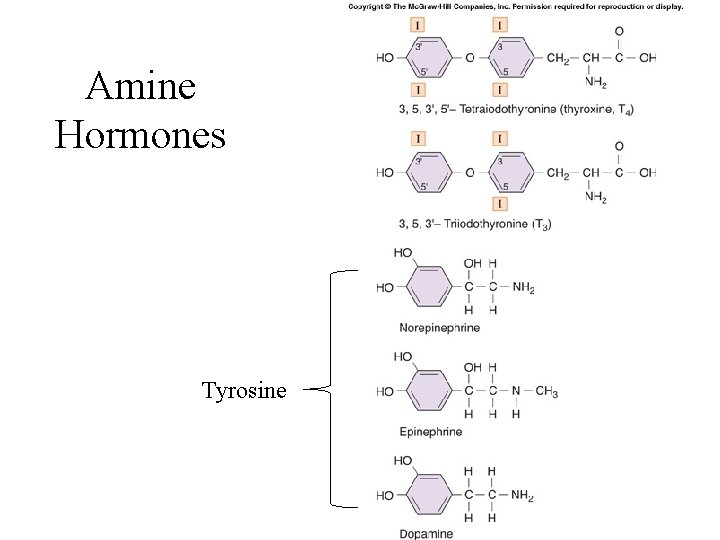 Amine Hormones Tyrosine 