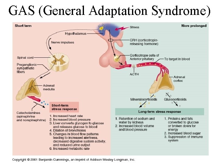 GAS (General Adaptation Syndrome) 