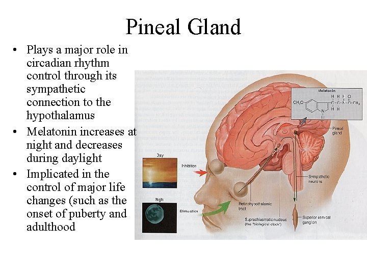 Pineal Gland • Plays a major role in circadian rhythm control through its sympathetic