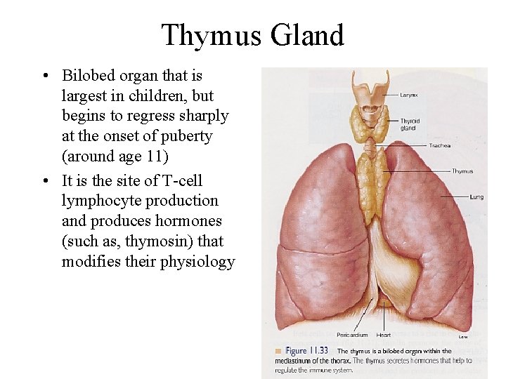 Thymus Gland • Bilobed organ that is largest in children, but begins to regress