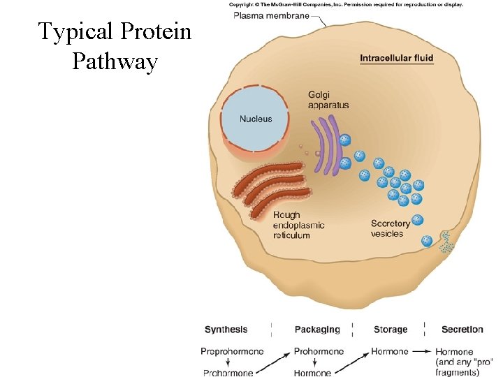 Typical Protein Pathway 