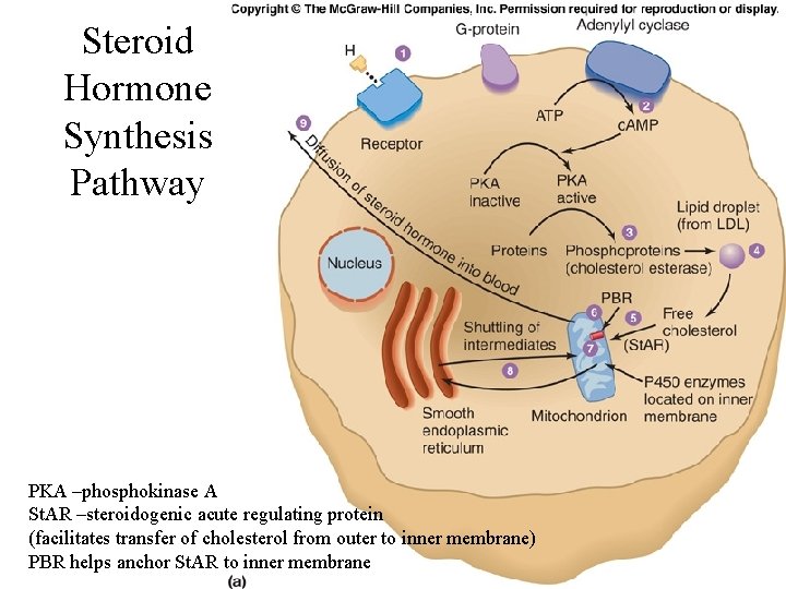 Steroid Hormone Synthesis Pathway PKA –phosphokinase A St. AR –steroidogenic acute regulating protein (facilitates