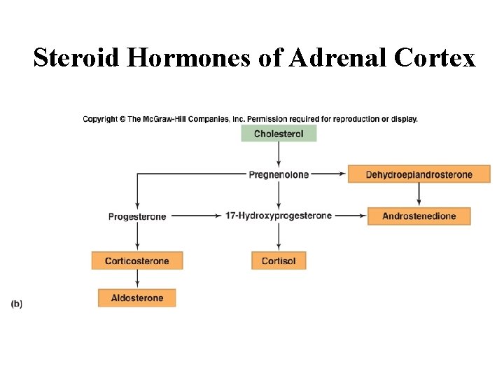 Steroid Hormones of Adrenal Cortex 