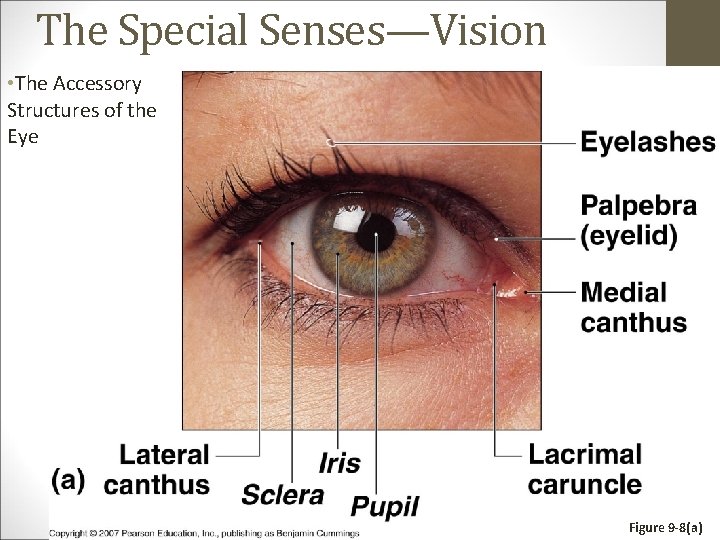 The Special Senses—Vision • The Accessory Structures of the Eye Figure 9 -8(a) 