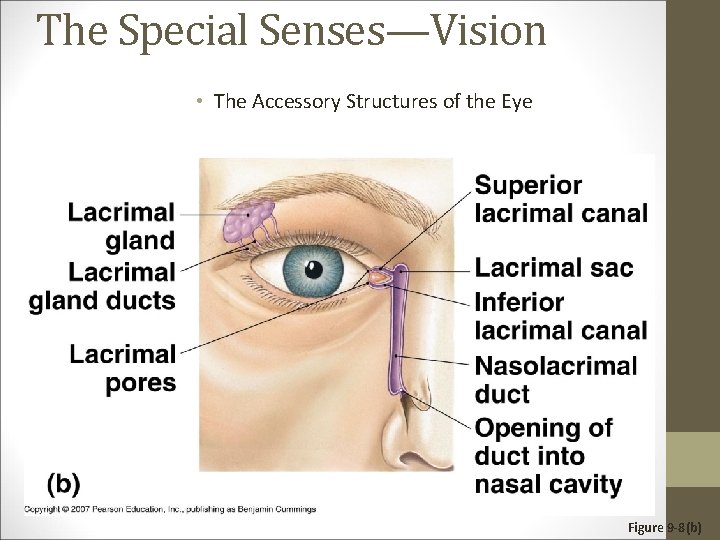 The Special Senses—Vision • The Accessory Structures of the Eye Figure 9 -8(b) 