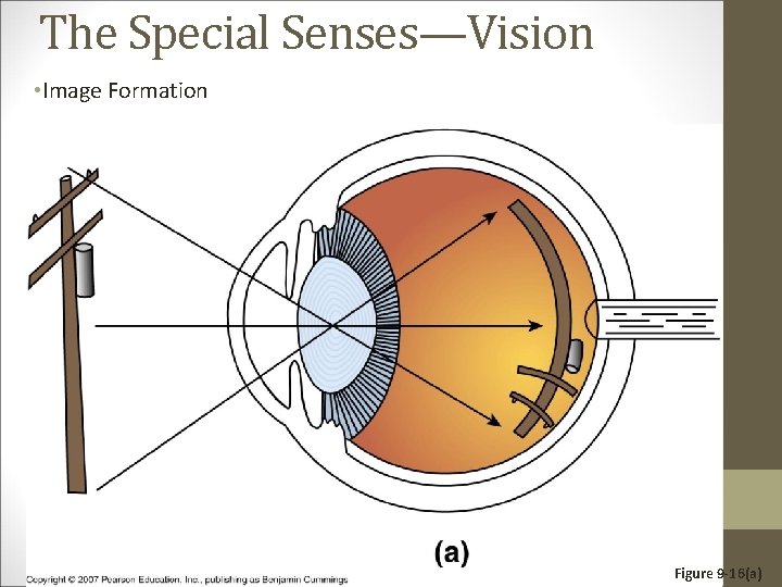 The Special Senses—Vision • Image Formation Figure 9 -16(a) 