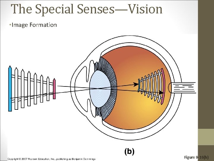 The Special Senses—Vision • Image Formation Figure 9 -16(b) 