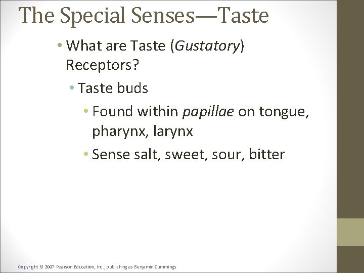 The Special Senses—Taste • What are Taste (Gustatory) Receptors? • Taste buds • Found