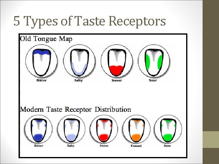 5 Types of Taste Receptors 