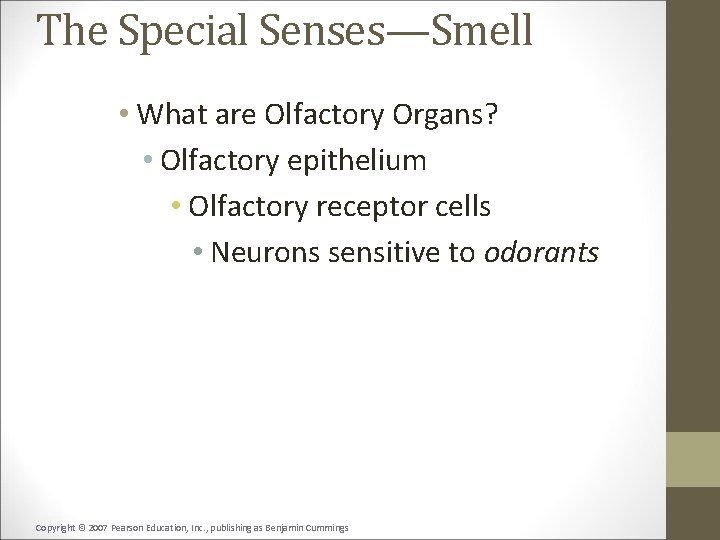 The Special Senses—Smell • What are Olfactory Organs? • Olfactory epithelium • Olfactory receptor