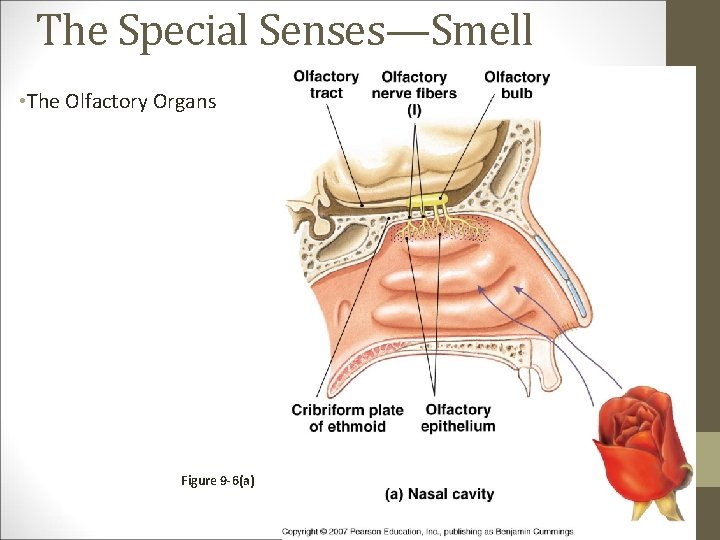 The Special Senses—Smell • The Olfactory Organs Figure 9 -6(a) 